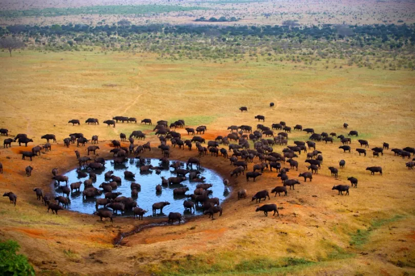 Tsavo national park