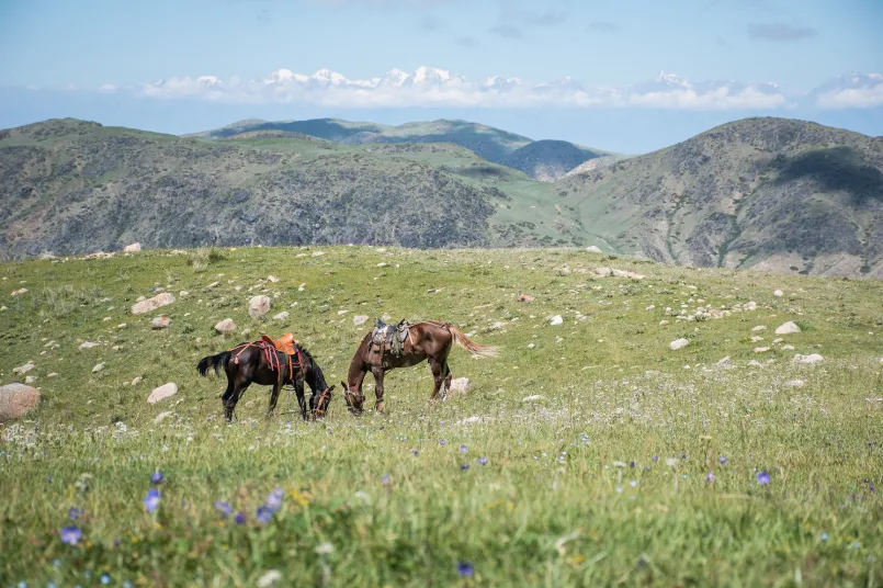 Kirgizië paarden 