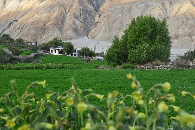 Ladakh reis