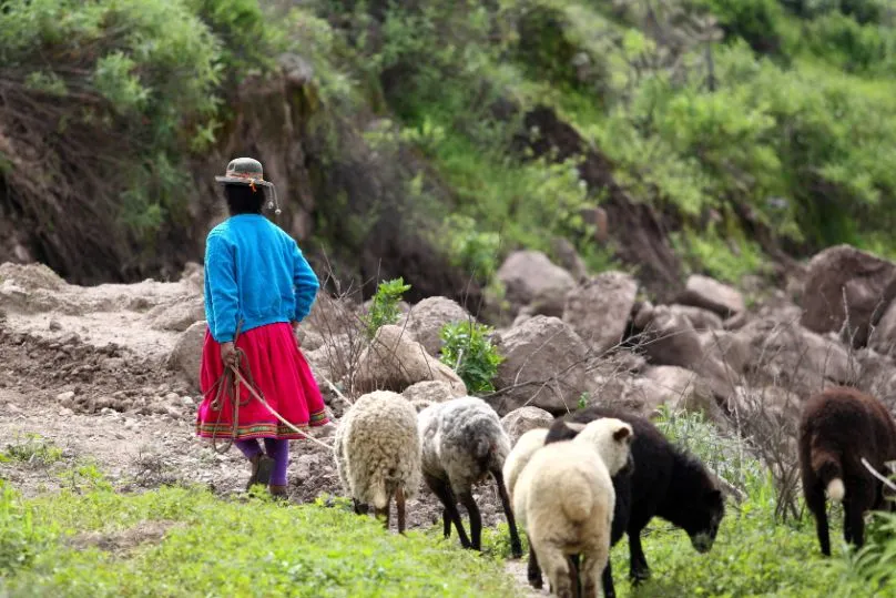 Peru Local