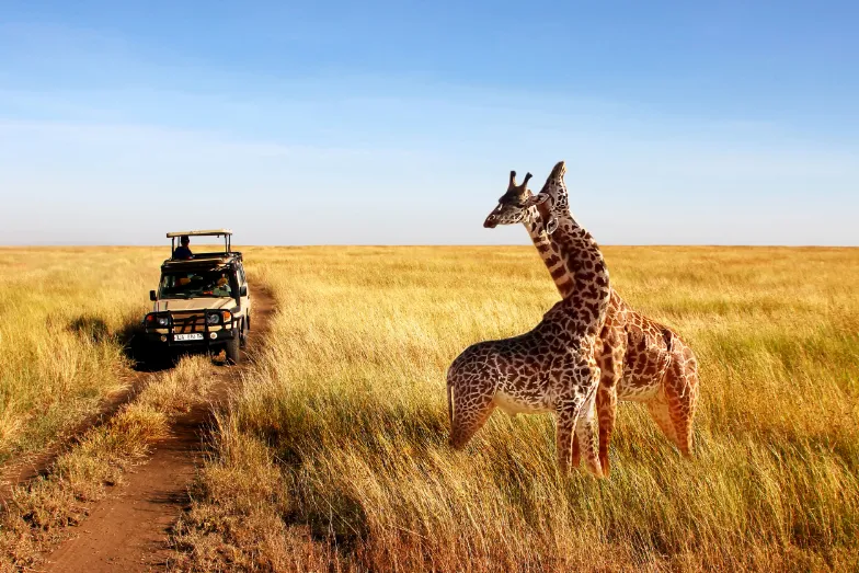Safari naast giraffes