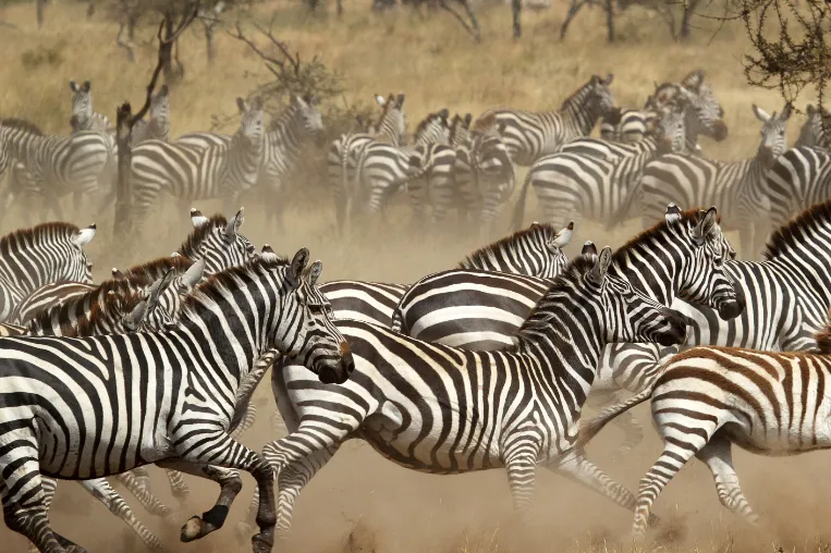 grote migratie serengeti