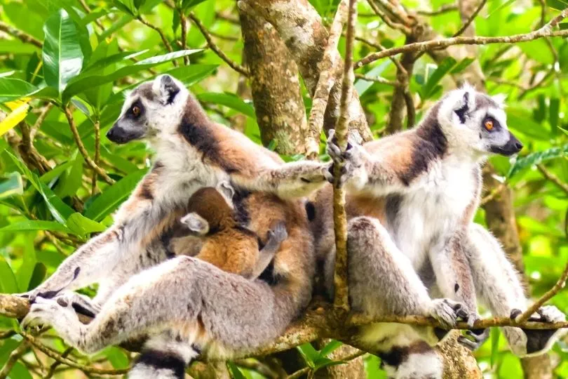 Highlight auf der Madagaskar Safari: Catta Lemur