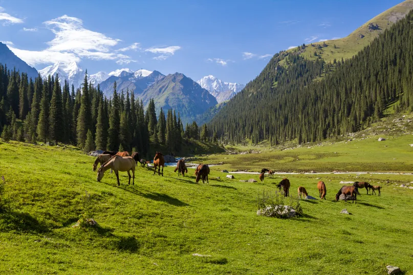 Kirgizië paarden veld
