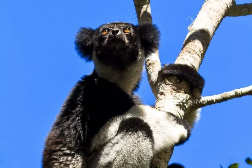 Highlight und tierische Sehenswürdigkeit in Madagaskar: Makis