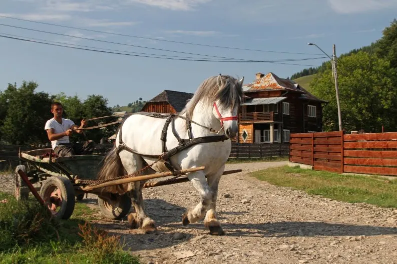 Paard en wagen traditie