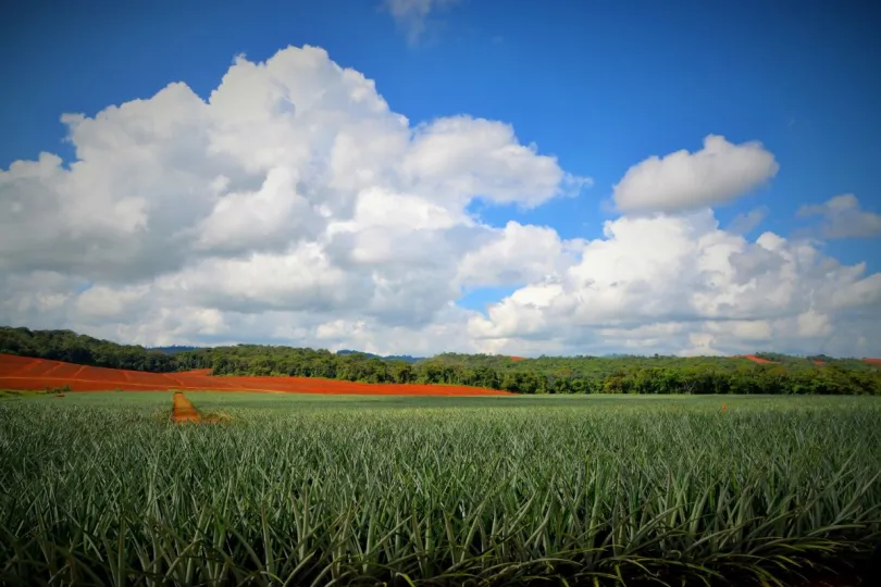 Reistips Costa Rica ananas plantage