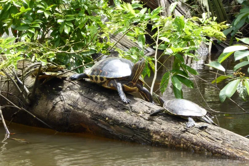 Costa Rica 2 weken ervaring schildpadden