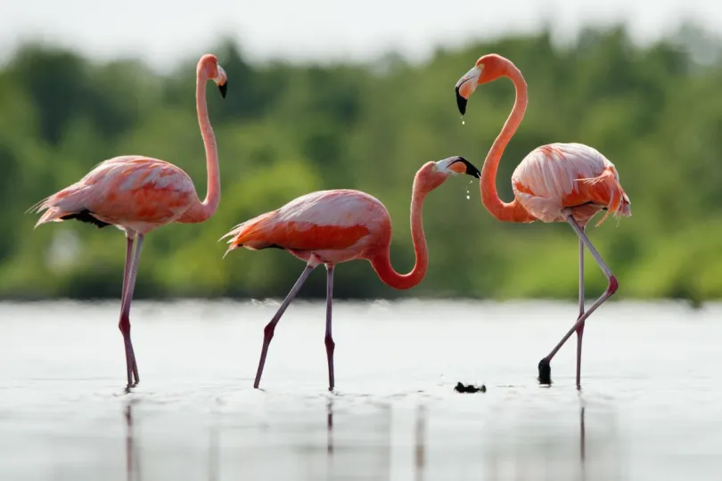 Cuba reistips Ciénaga de Zapata flamingo's