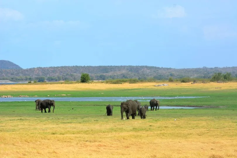 Sri Lanka Minneriya Nationaal Park