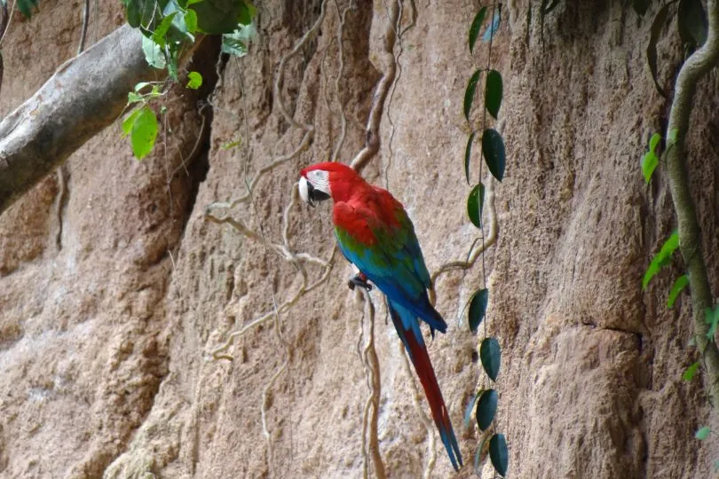 Amazone van Peru