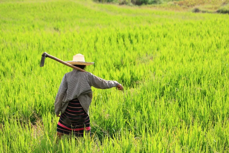 Rijstvelden Thailand