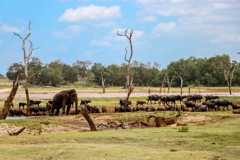 Sri Lanka uitzicht olifanten logde