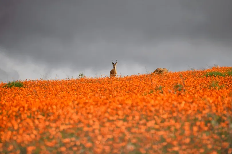 namaqualand zuid-afrika