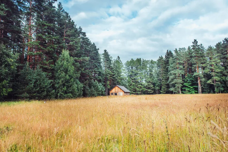 Bos en houten huis