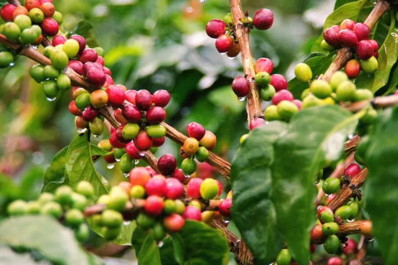 koffiebonen in Colombia