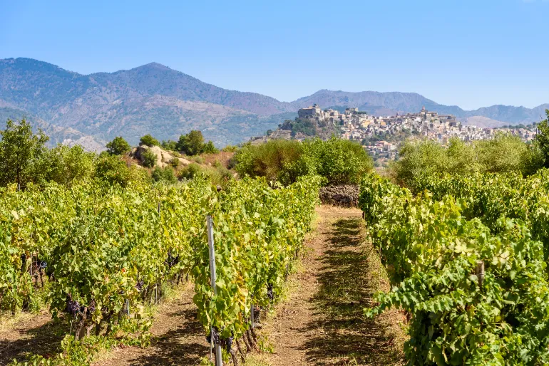 Hoogtepunt Sicilie Wijngaarden
