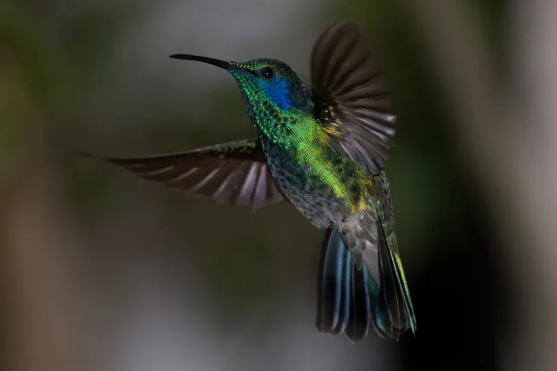 Costa Rica vogel kolibrie