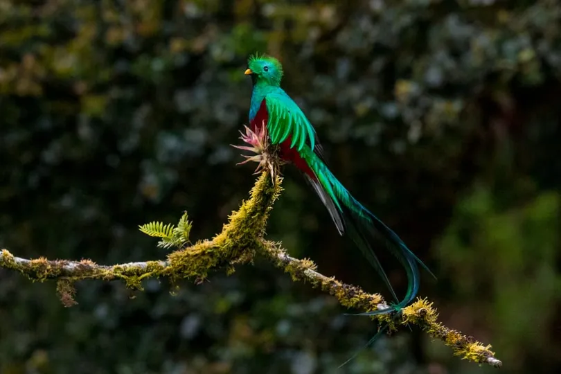 Costa Rica quetzal vogel