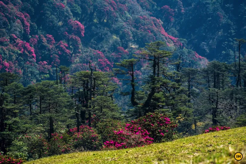 Sikkim Darjeeling reis Shingalila Ridge Trek 