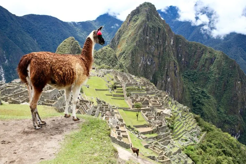 Lama Machu Picchu