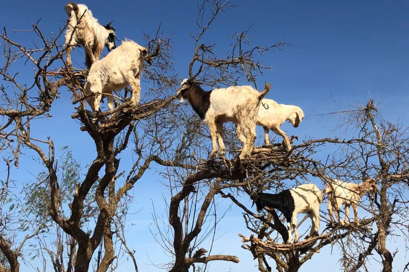 Marokko geiten in boom
