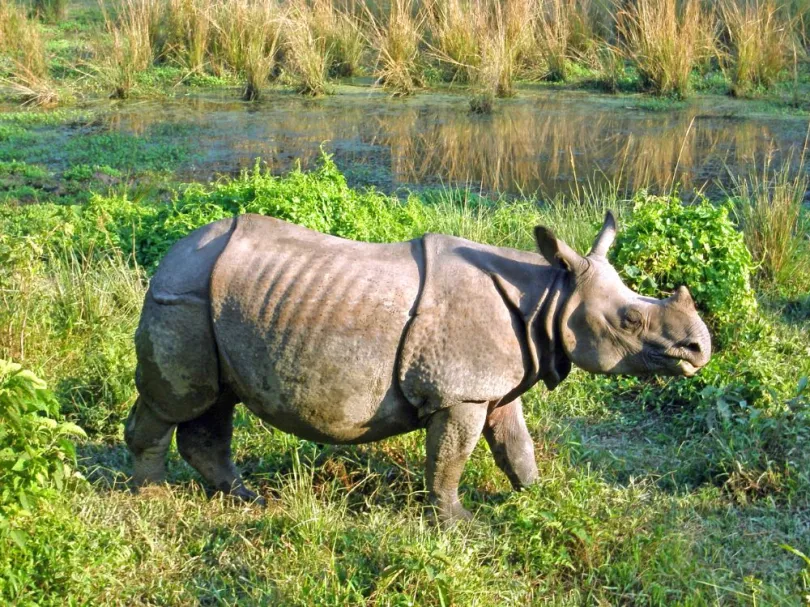 Nepal hoogtepunten