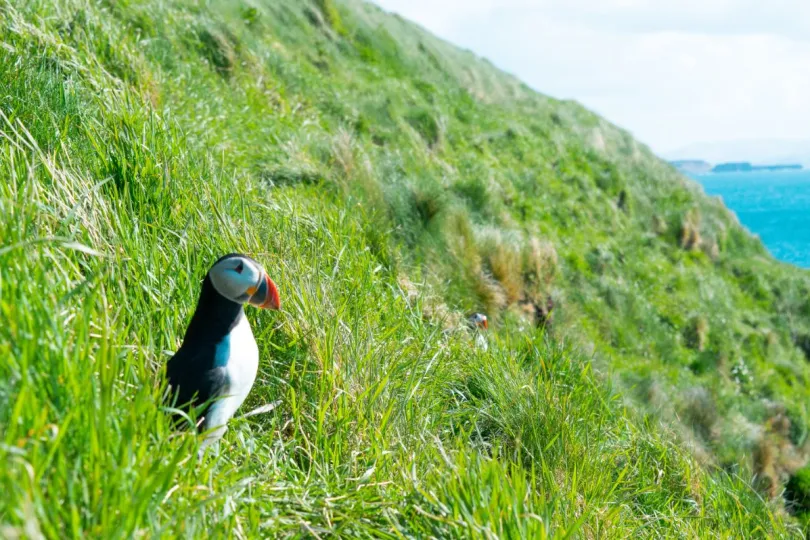 Excursies Schotland papegaaiduiker Staffa