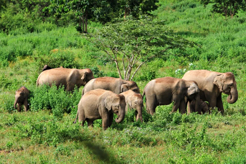 Thailand olifanten nationaal park