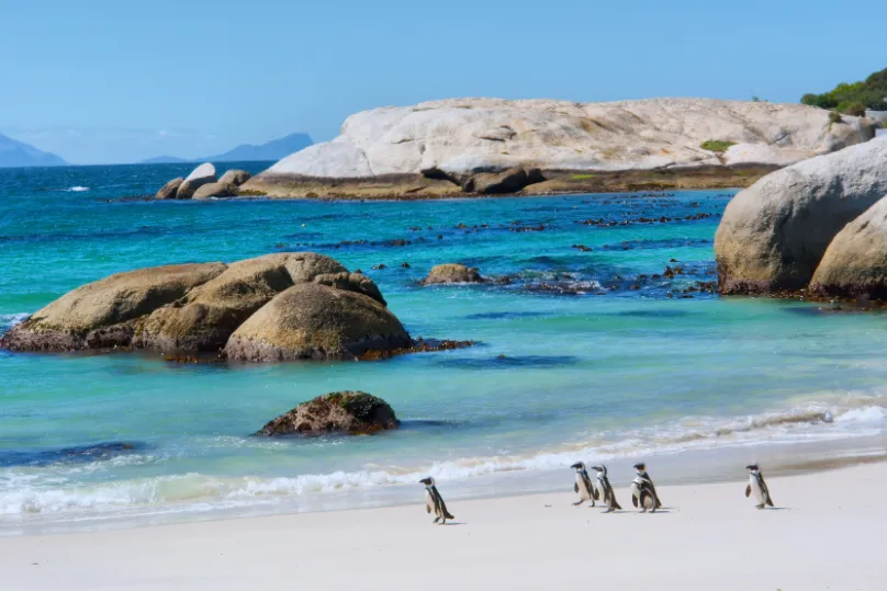 Zuid-Afrika strand pinguïns