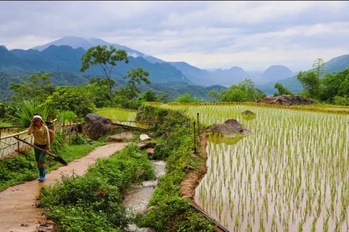 Vietnam Pu Long rijstvelden