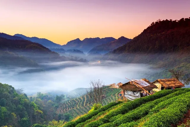 landschap met theevelden thailand