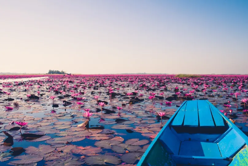 Thailand Udon Thani rivier paarse lotus