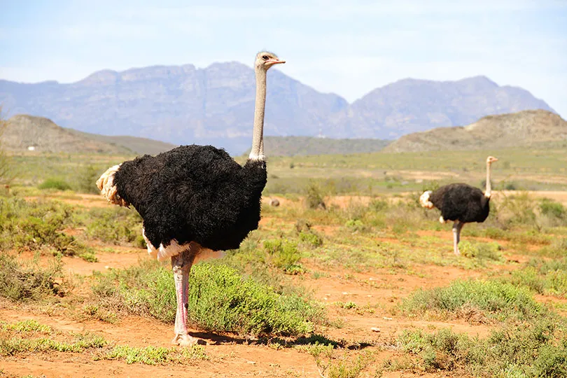 zuid-afrika rondreis struisvogels