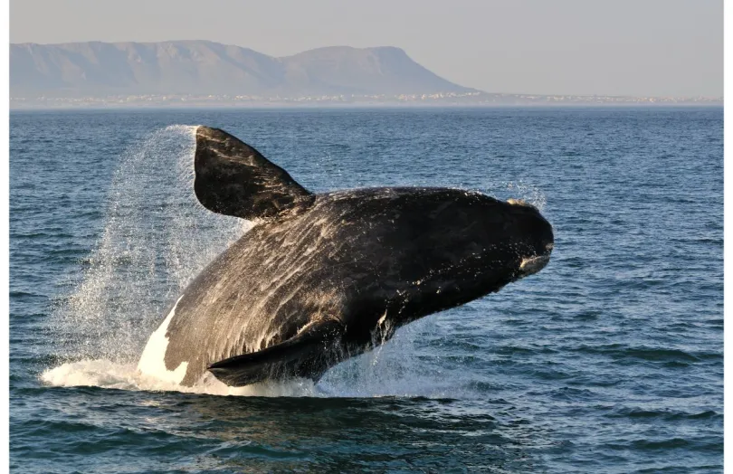 walvis hermanus