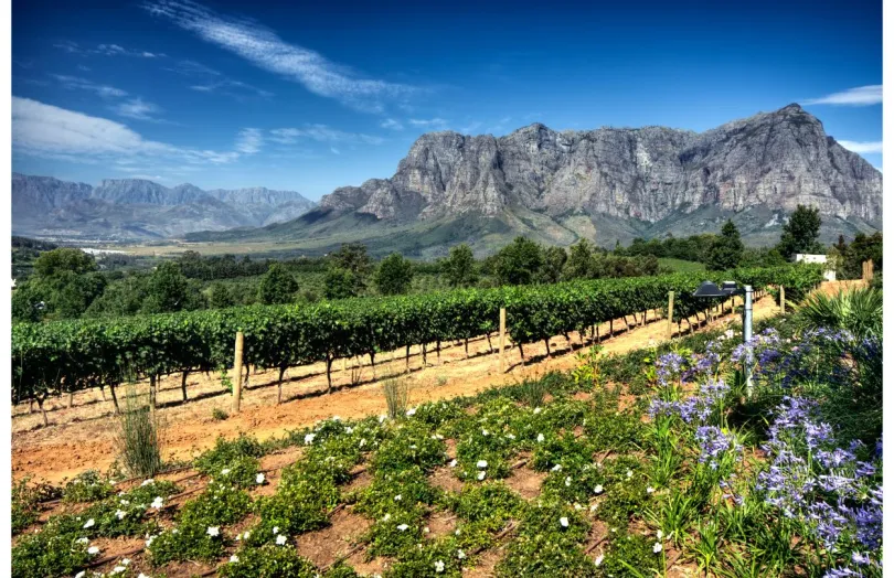 wijnvelden Stellenbosch