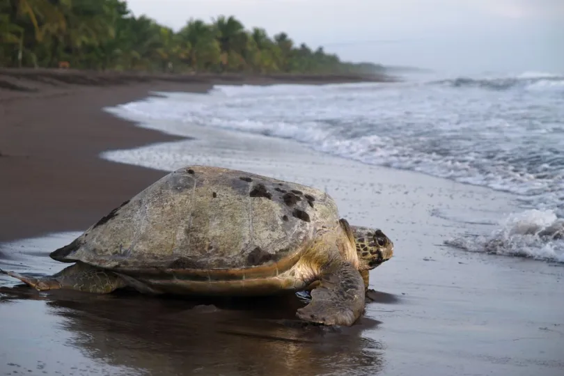 Costa Rica Tortuguero Nationaal Park schildpad