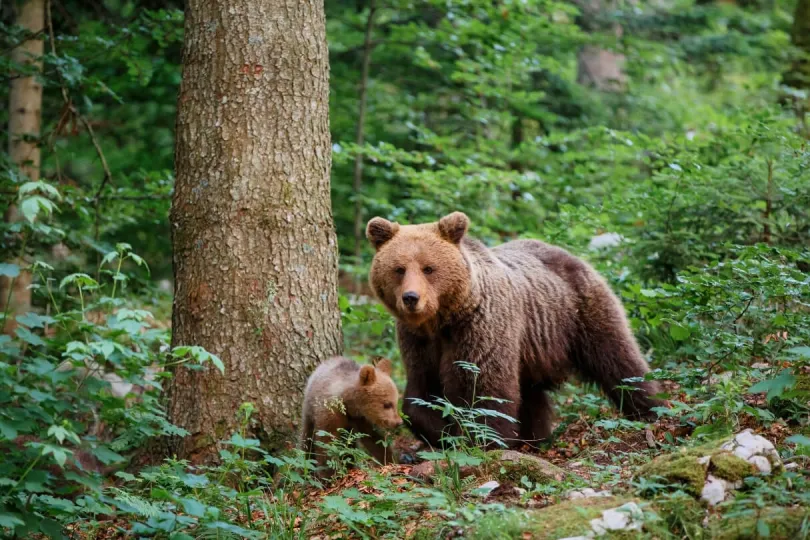 Ein Braunbär mit ihrem Jungen im Wald von Slowenien
