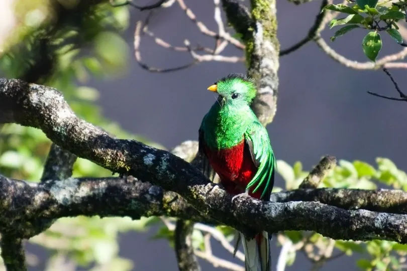 Ultieme Guatemala route quetzal