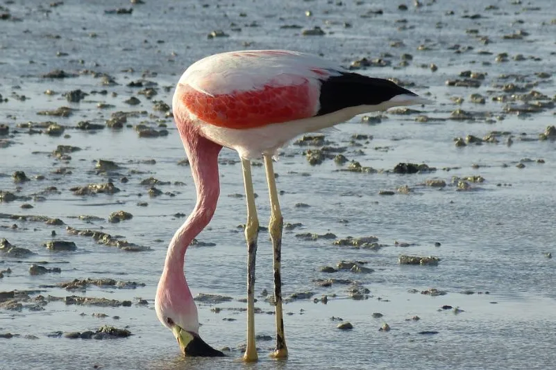 roze flamingo 