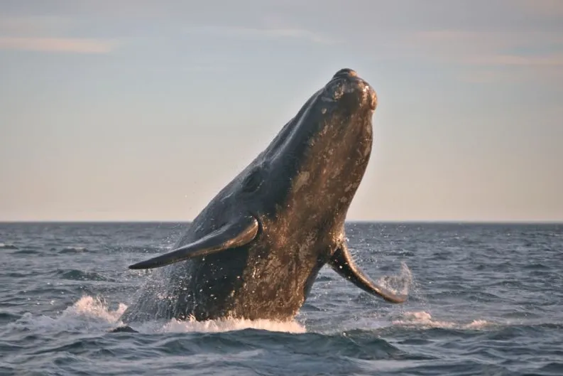 Walvis Argentinië