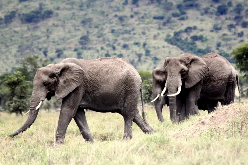 Tanzania olifanten