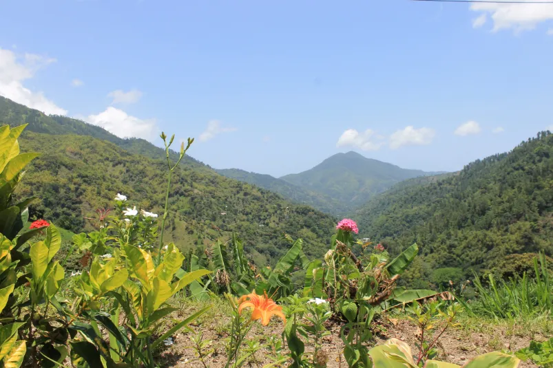 Jamaica Blue mountains