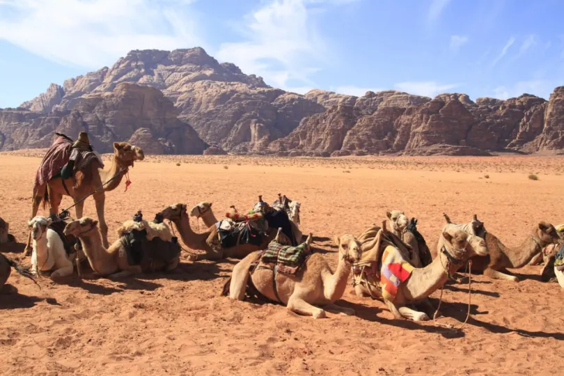 Jordanië Wadi Rum kamelen