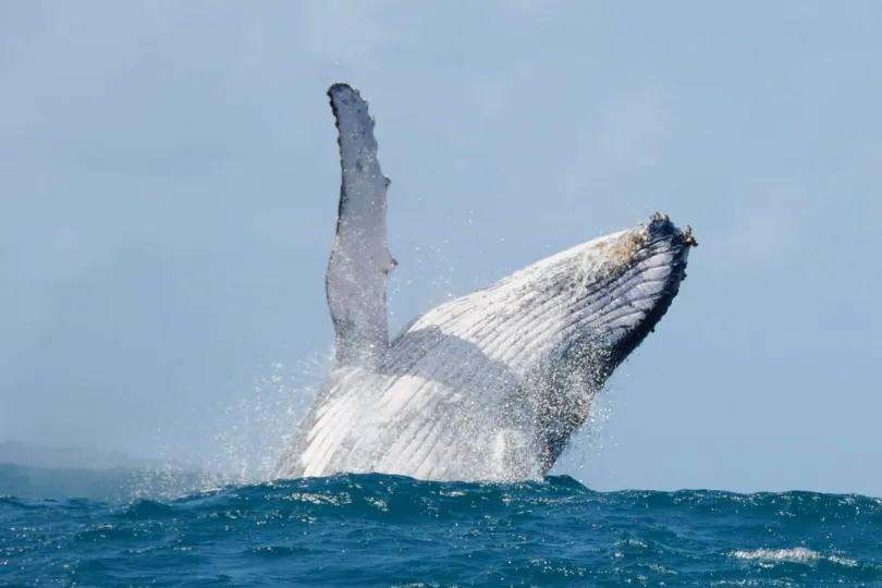 Madagaskar walvis