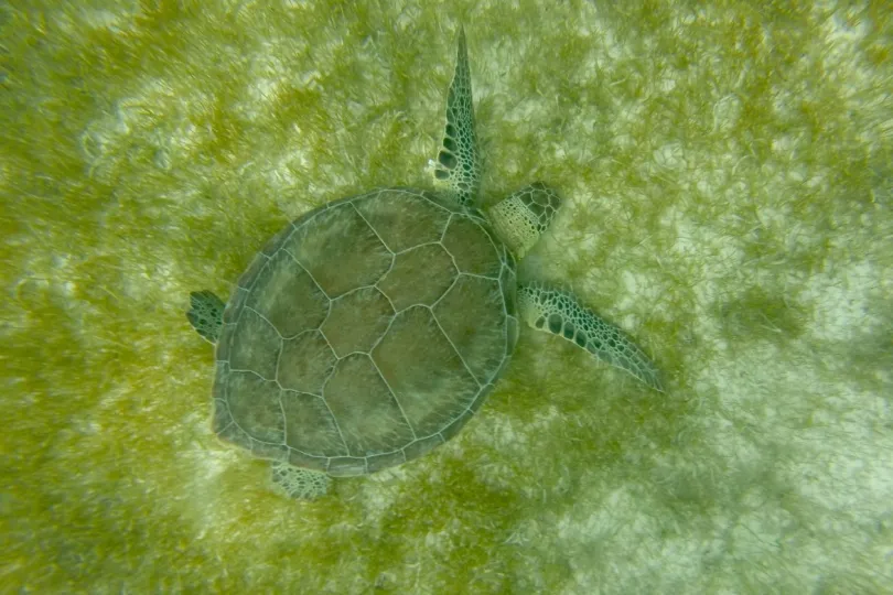 Mexico reis snorkelen schildpad