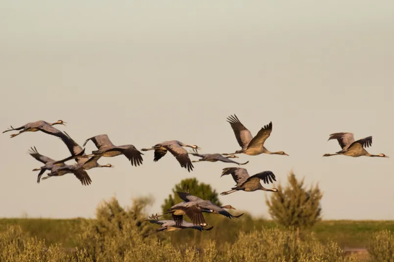 Vogels in Extremadura