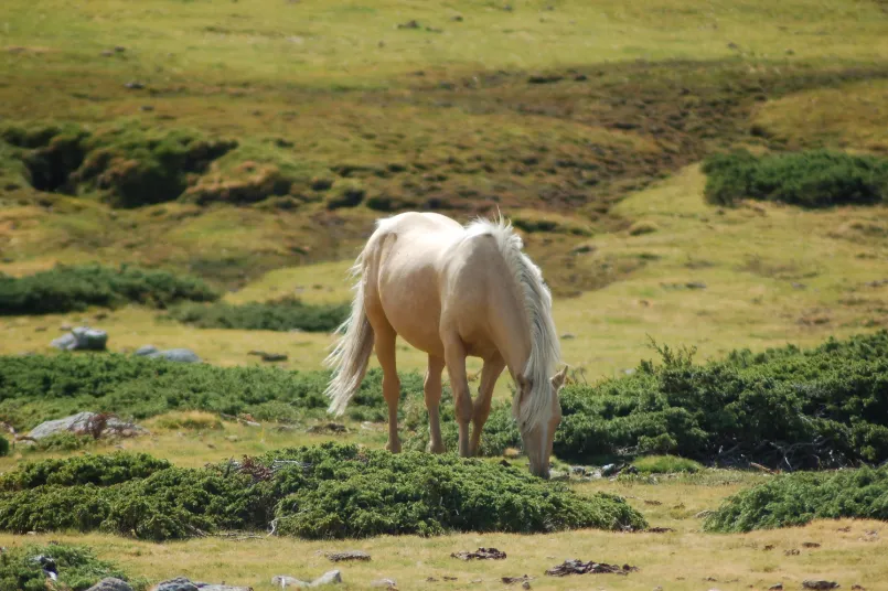 Penalara Spanje paard