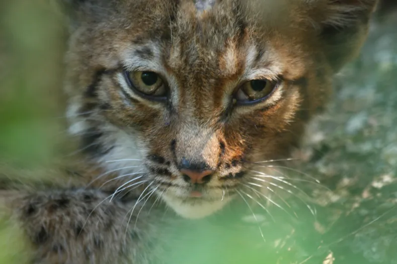 Roemenië Lynx