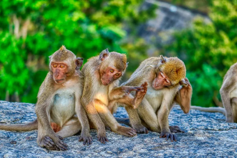 Thailand Monkey mountain